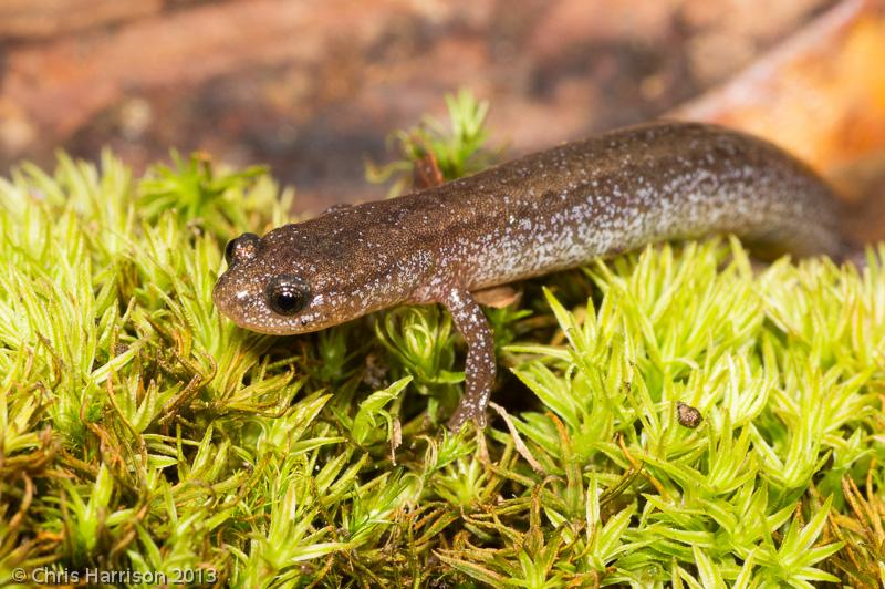 Many-ribbed Salamander (Eurycea multiplicata)