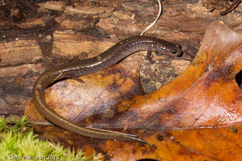 Many-ribbed Salamander (Eurycea multiplicata)