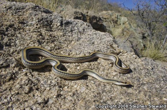 Big Bend Patch-nosed Snake (Salvadora hexalepis deserticola)