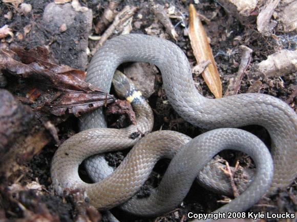 Northern Ring-necked Snake (Diadophis punctatus edwardsii)