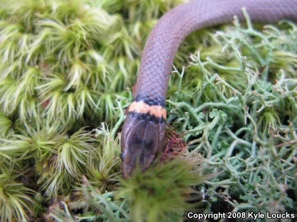 Northern Ring-necked Snake (Diadophis punctatus edwardsii)