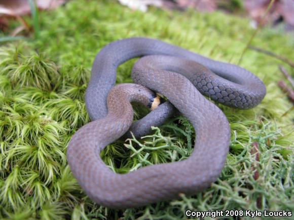 Northern Ring-necked Snake (Diadophis punctatus edwardsii)