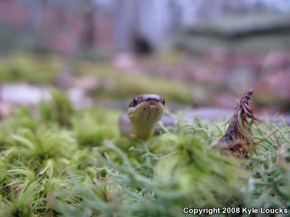 Northern Ring-necked Snake (Diadophis punctatus edwardsii)