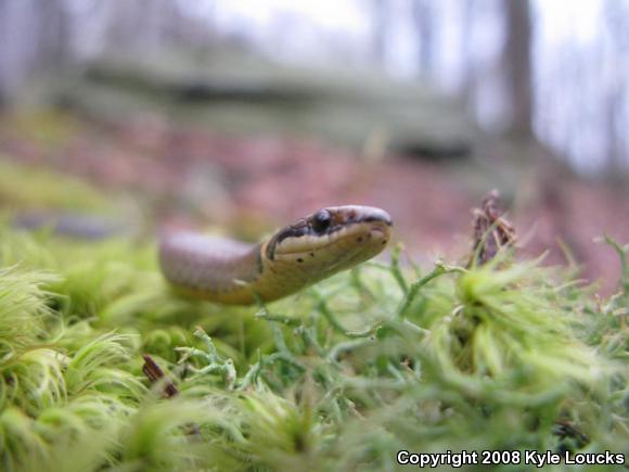 Northern Ring-necked Snake (Diadophis punctatus edwardsii)