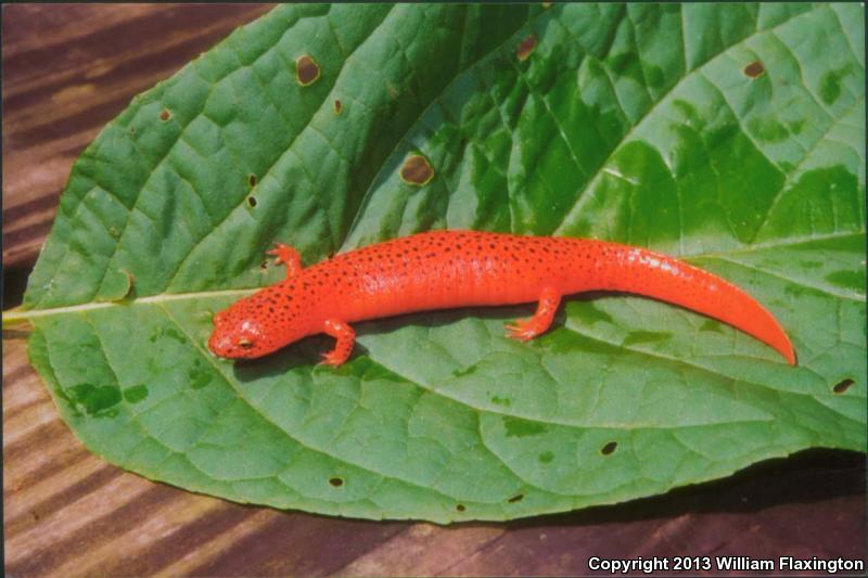 Black-chinned Red Salamander (Pseudotriton ruber schencki)