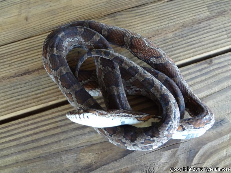 Slowinski's Cornsnake (Pantherophis slowinskii)