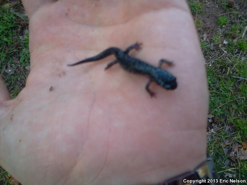 Chattahoochee Slimy Salamander (Plethodon chattahoochee)