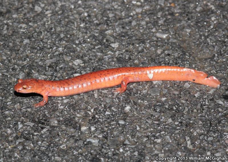 Blue Ridge Spring Salamander (Gyrinophilus porphyriticus danielsi)