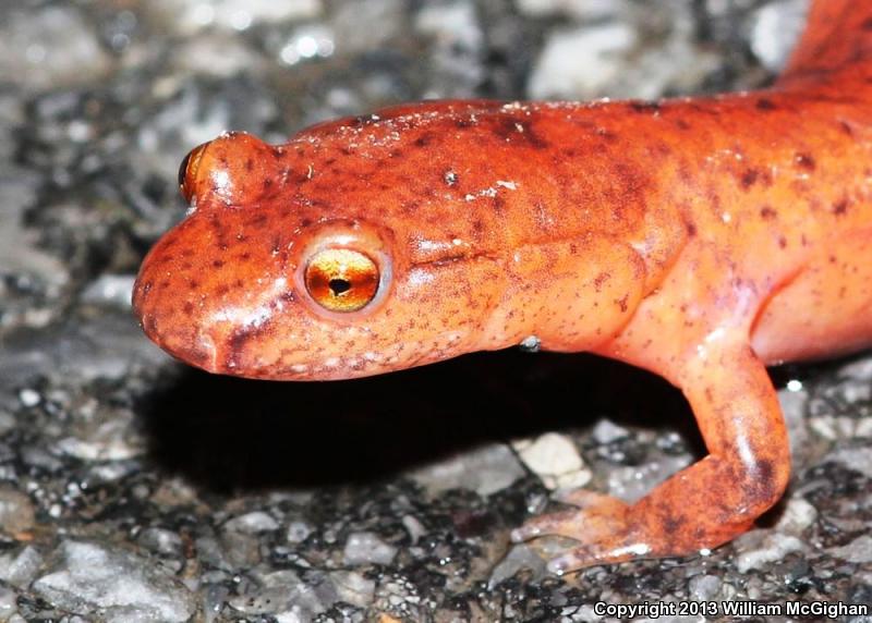 Blue Ridge Spring Salamander (Gyrinophilus porphyriticus danielsi)