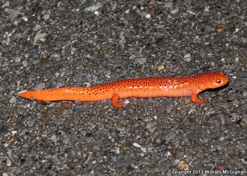 Blue Ridge Red Salamander (Pseudotriton ruber nitidus)