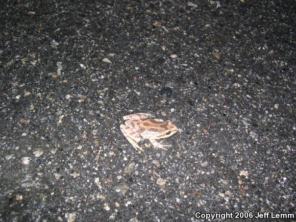 Baja California Treefrog (Pseudacris hypochondriaca)