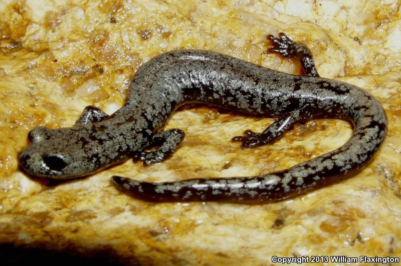 Inyo Mountains Salamander (Batrachoseps campi)