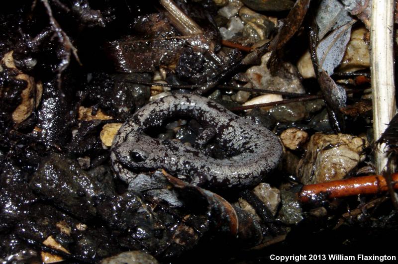 Inyo Mountains Salamander (Batrachoseps campi)