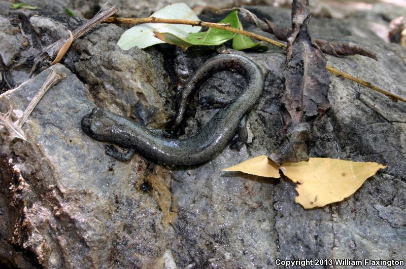 Inyo Mountains Salamander (Batrachoseps campi)