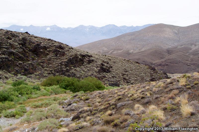 Inyo Mountains Salamander (Batrachoseps campi)