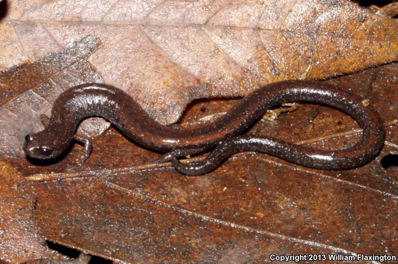 San Simeon Slender Salamander (Batrachoseps incognitus)