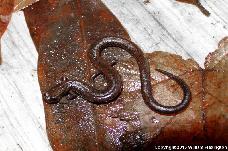 San Simeon Slender Salamander (Batrachoseps incognitus)