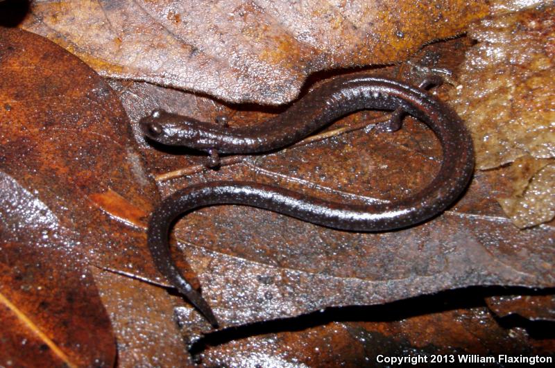 San Simeon Slender Salamander (Batrachoseps incognitus)