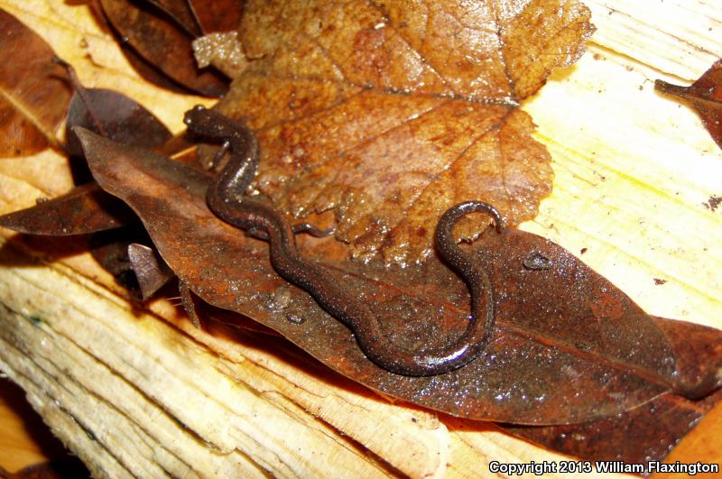 San Simeon Slender Salamander (Batrachoseps incognitus)