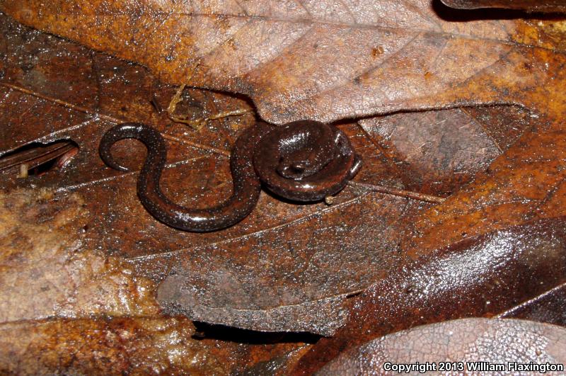 San Simeon Slender Salamander (Batrachoseps incognitus)