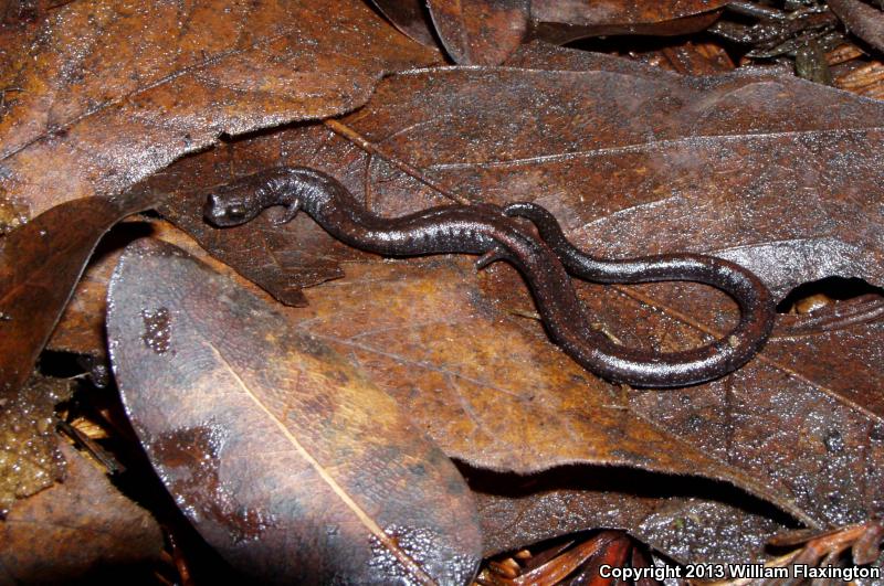 San Simeon Slender Salamander (Batrachoseps incognitus)