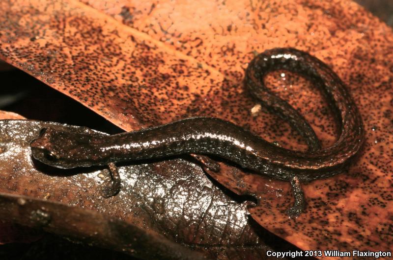 San Simeon Slender Salamander (Batrachoseps incognitus)