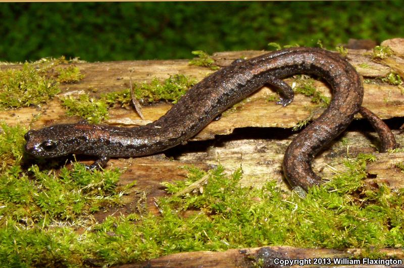 Sequoia Slender Salamander (Batrachoseps kawia)