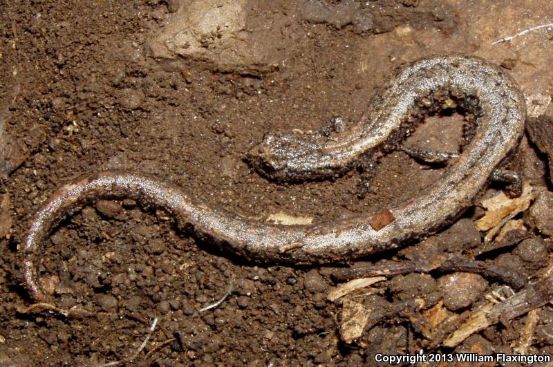 Sequoia Slender Salamander (Batrachoseps kawia)