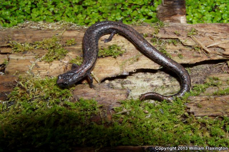 Sequoia Slender Salamander (Batrachoseps kawia)