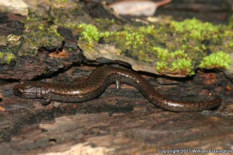 Sequoia Slender Salamander (Batrachoseps kawia)