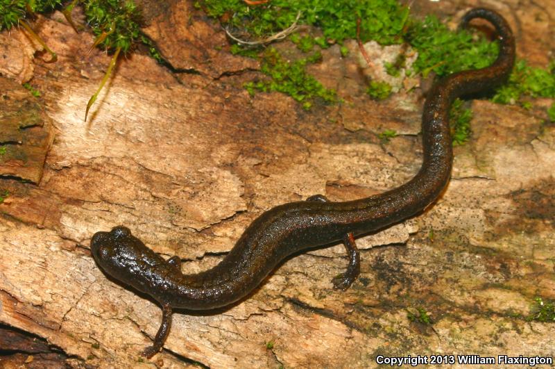 Lesser Slender Salamander (Batrachoseps minor)