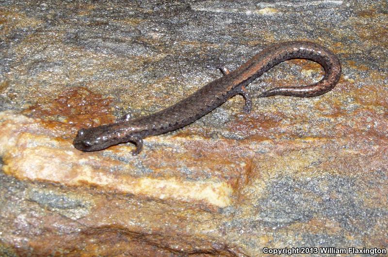 Lesser Slender Salamander (Batrachoseps minor)