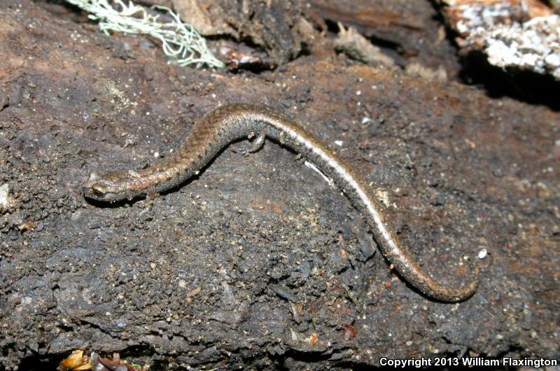 Lesser Slender Salamander (Batrachoseps minor)