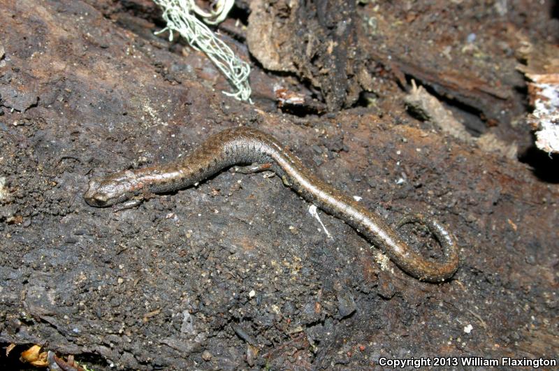 Lesser Slender Salamander (Batrachoseps minor)