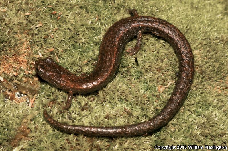 Kings River Slender Salamander (Batrachoseps regius)