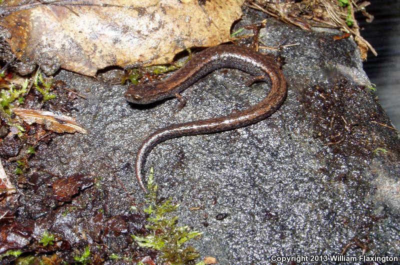 Kings River Slender Salamander (Batrachoseps regius)