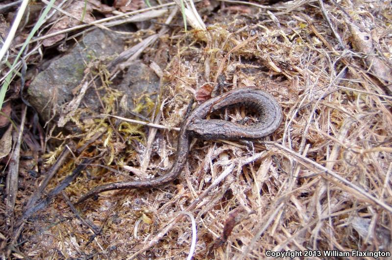 Kern Canyon Slender Salamander (Batrachoseps simatus)