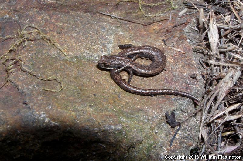 Kern Canyon Slender Salamander (Batrachoseps simatus)