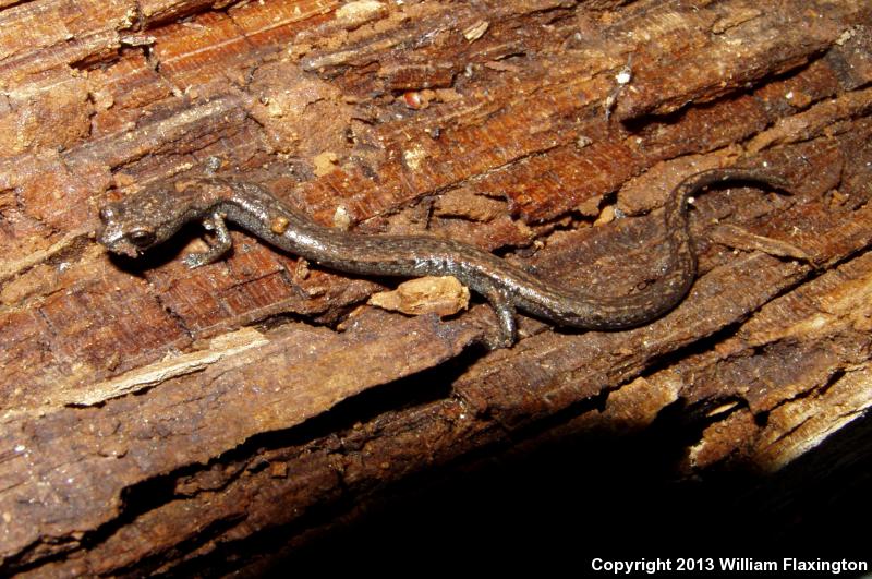 Kern Canyon Slender Salamander (Batrachoseps simatus)