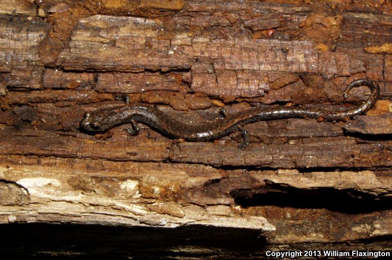 Kern Canyon Slender Salamander (Batrachoseps simatus)