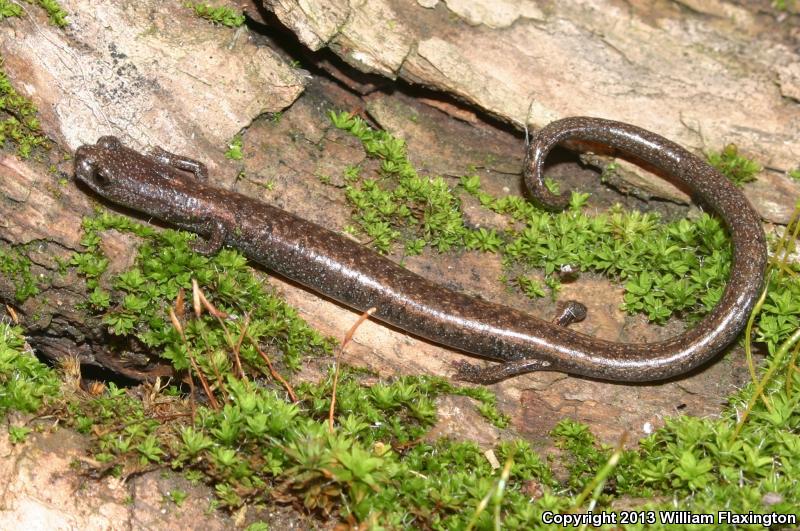 Kern Canyon Slender Salamander (Batrachoseps simatus)