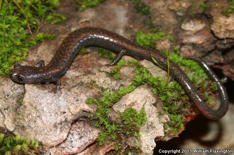 Kern Canyon Slender Salamander (Batrachoseps simatus)