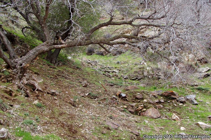 Kern Canyon Slender Salamander (Batrachoseps simatus)