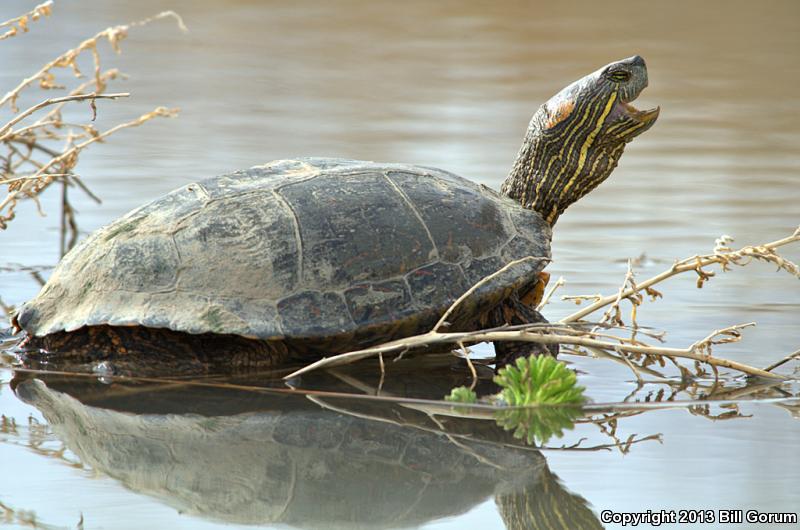 Big Bend Slider (Trachemys gaigeae gaigeae)