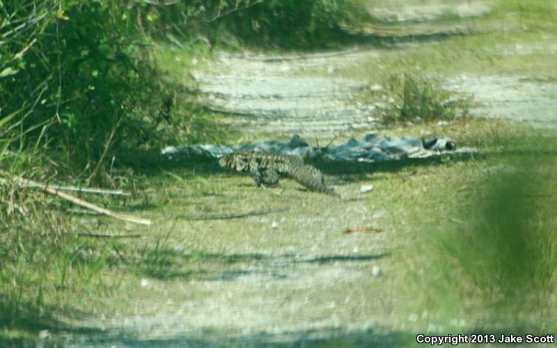 Argentine Giant Tegu (Tupinambis merianae)