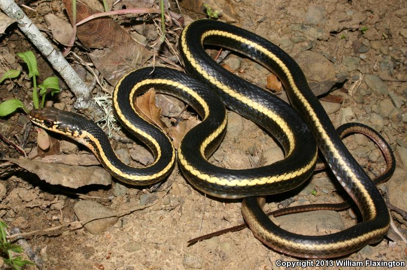 Alameda Striped Racer (Coluber lateralis euryxanthus)