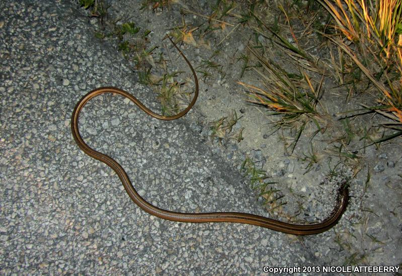 Island Glass Lizard (Ophisaurus compressus)