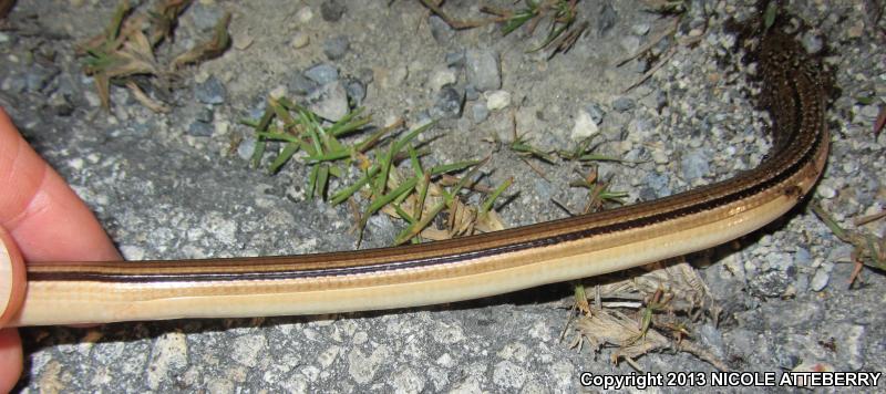 Island Glass Lizard (Ophisaurus compressus)