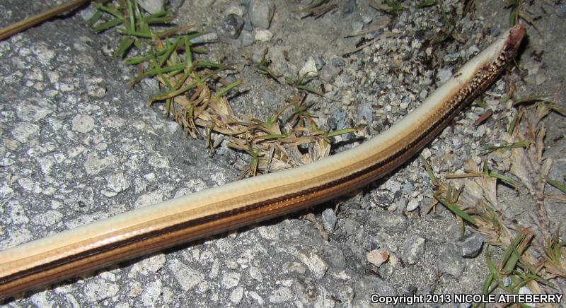 Island Glass Lizard (Ophisaurus compressus)