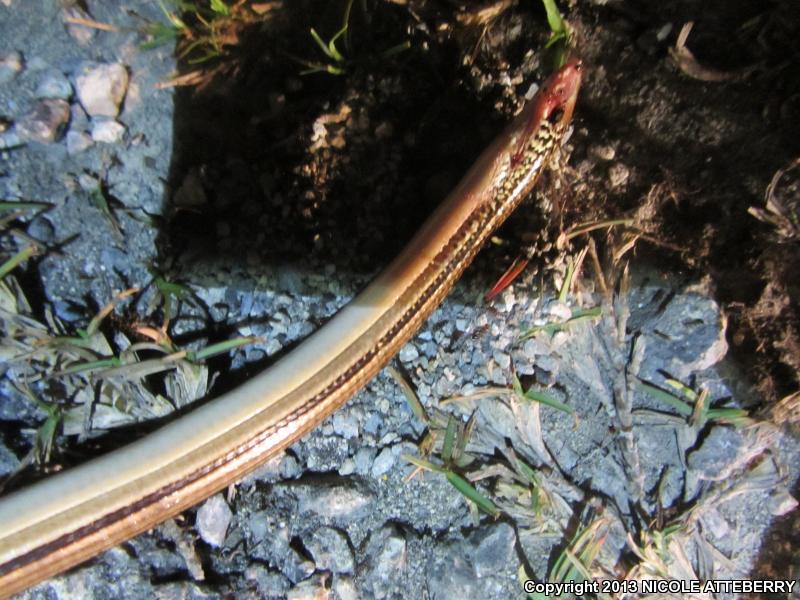 Island Glass Lizard (Ophisaurus compressus)